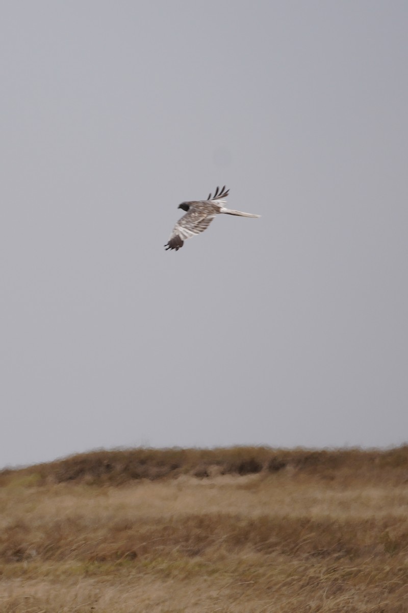 Pallid Harrier - ML643919795