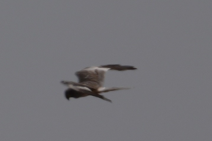 Pallid Harrier - ML643919796