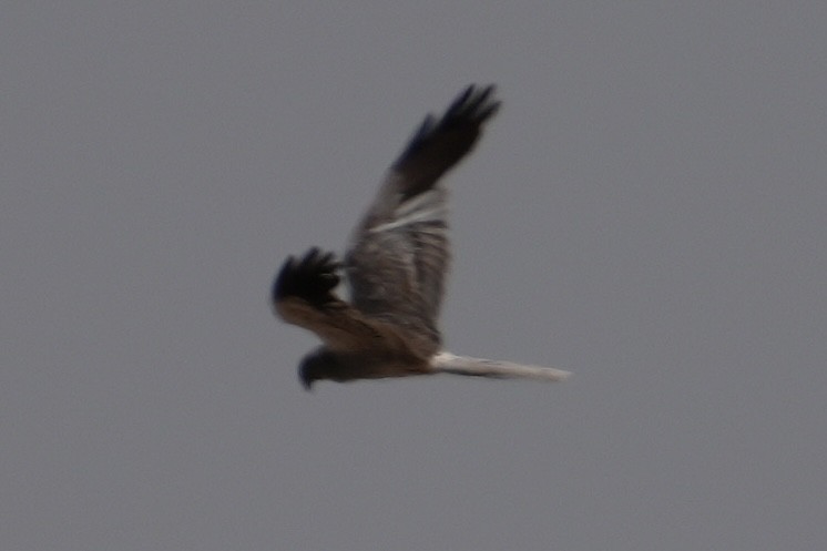 Pallid Harrier - ML643919797