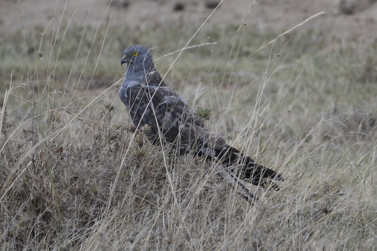 Pallid Harrier - ML643919798