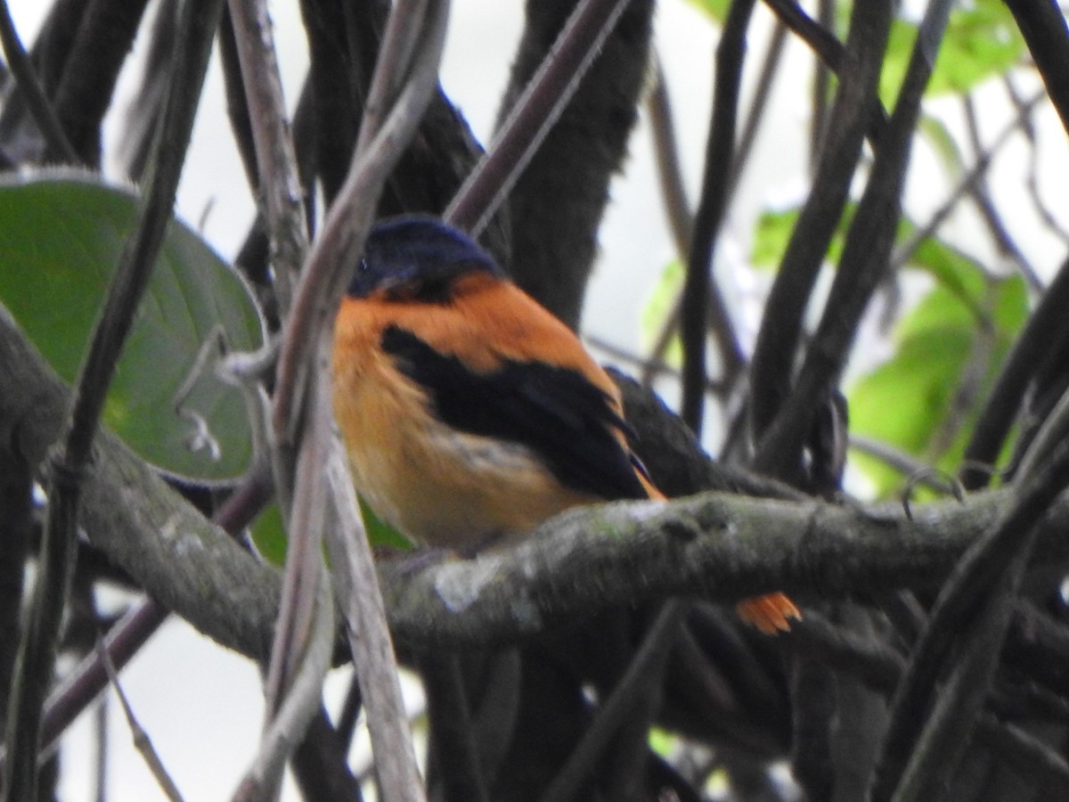 Black-and-orange Flycatcher - ML643919803