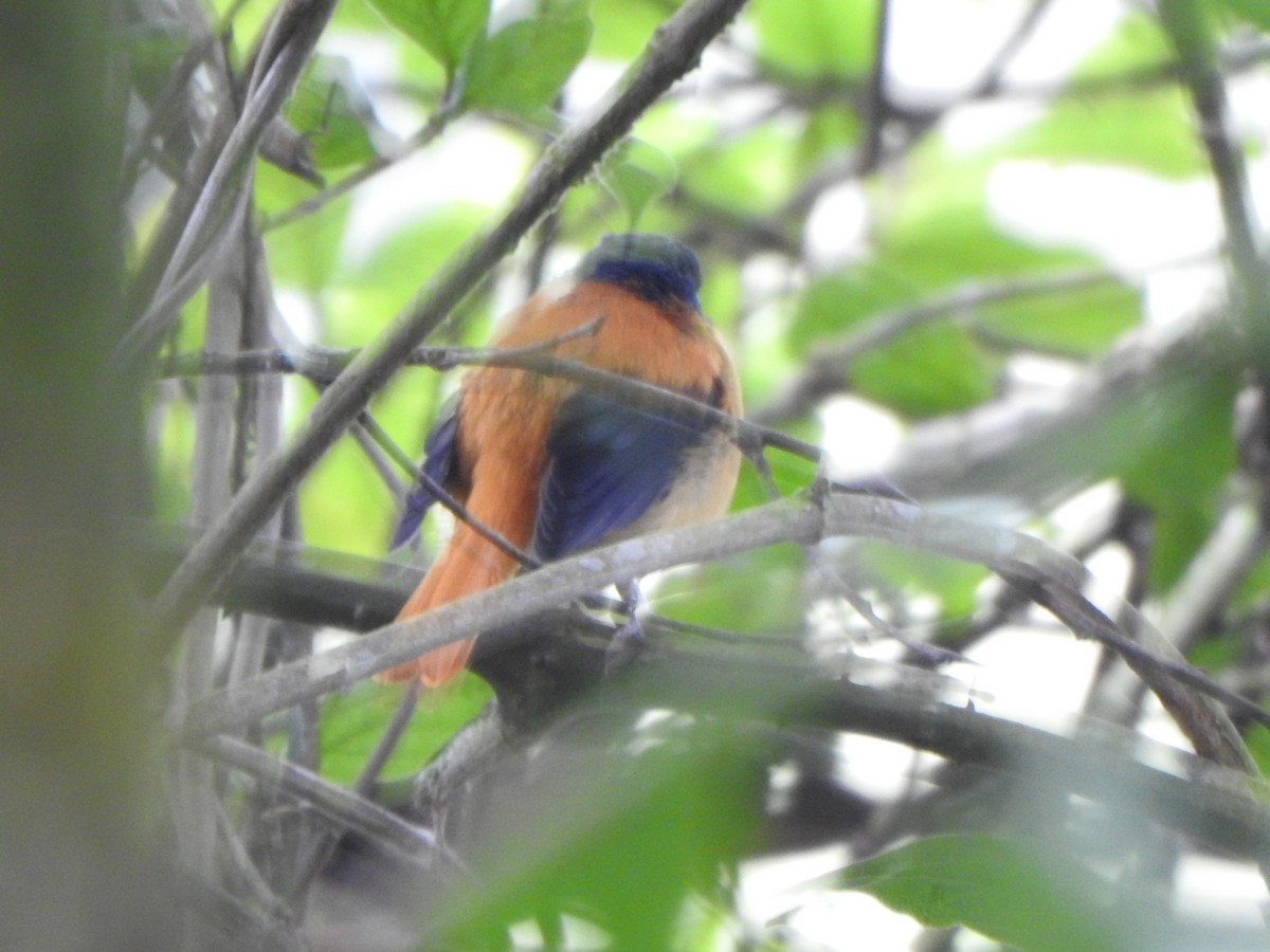 Black-and-orange Flycatcher - ML643919806