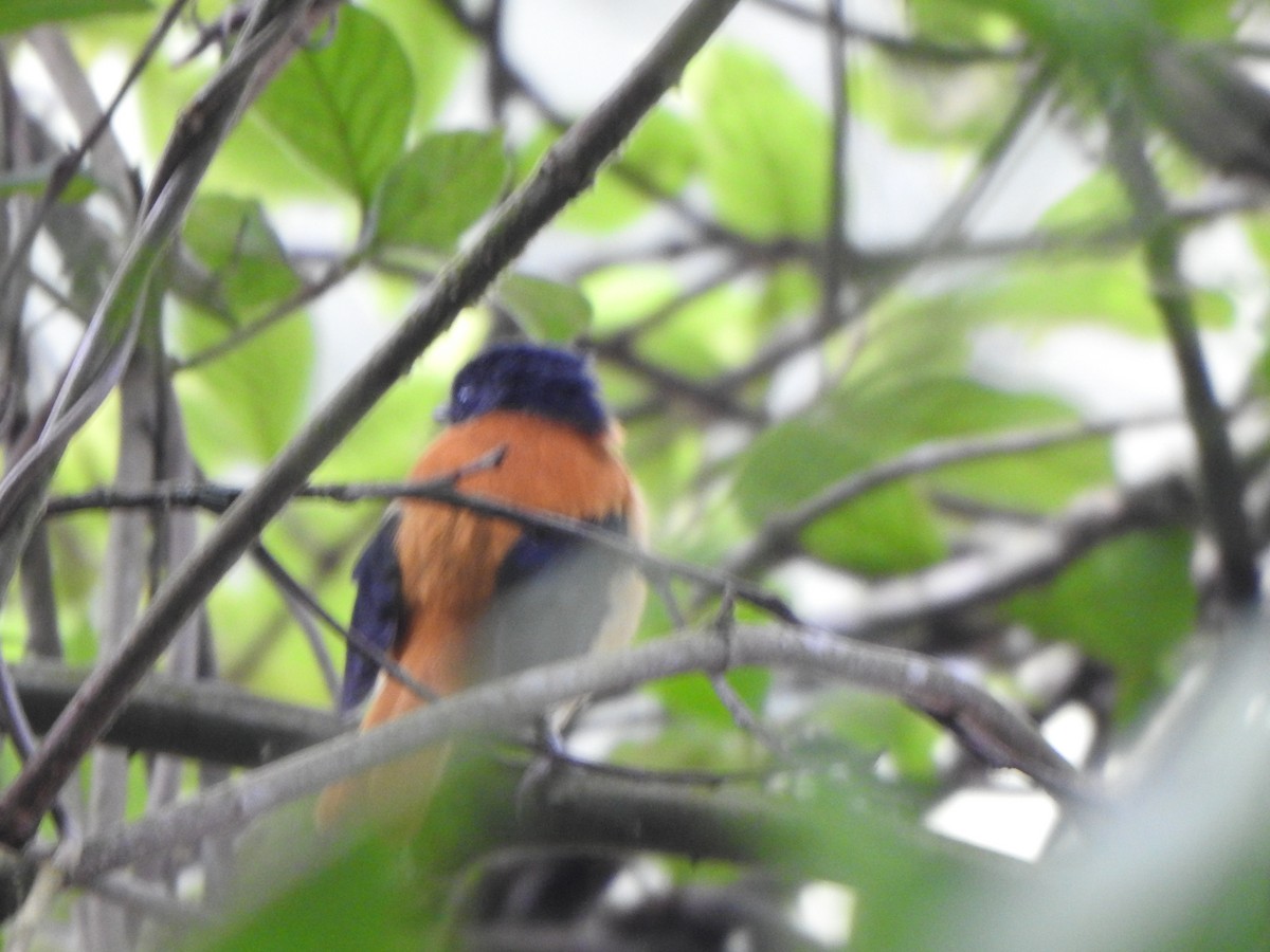 Black-and-orange Flycatcher - ML643919807