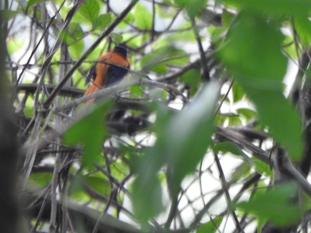 Black-and-orange Flycatcher - ML643919808