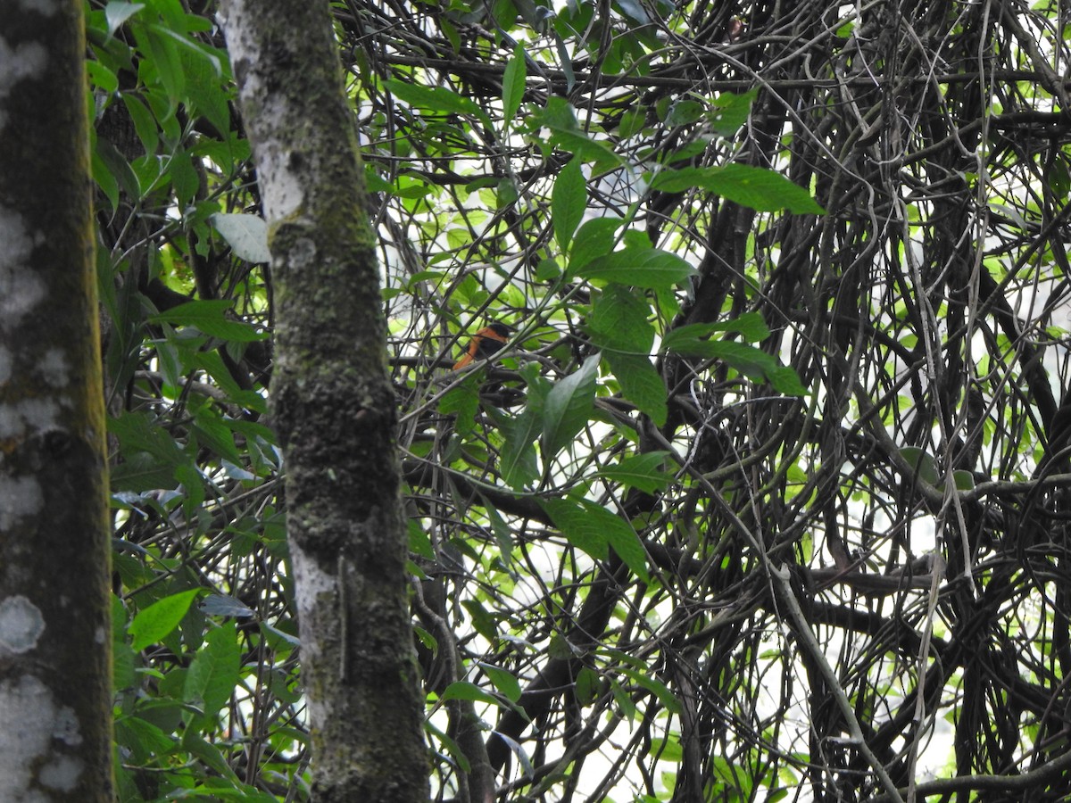 Black-and-orange Flycatcher - ML643919809