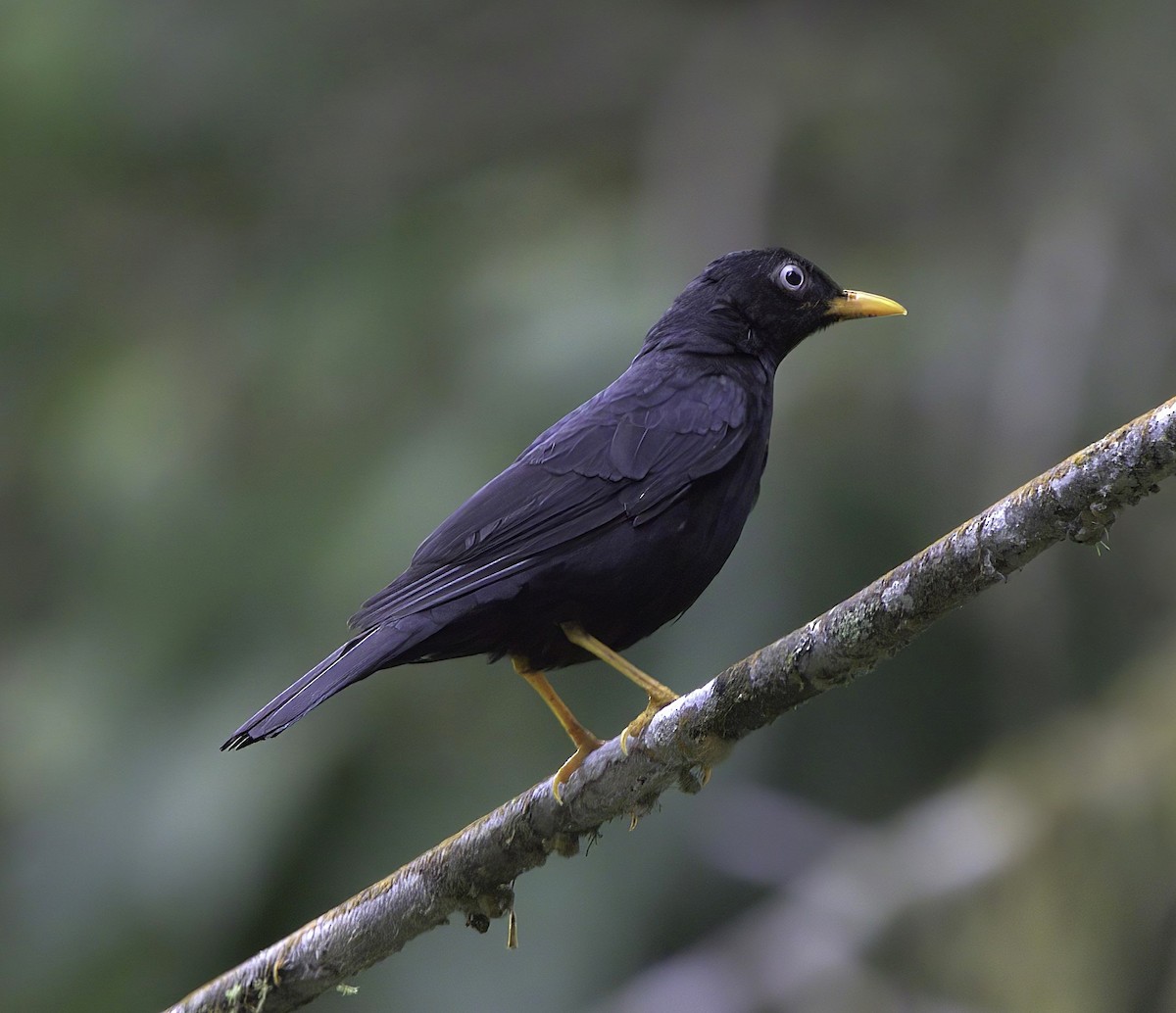 Mirlo Ojiblanco - ML643919821