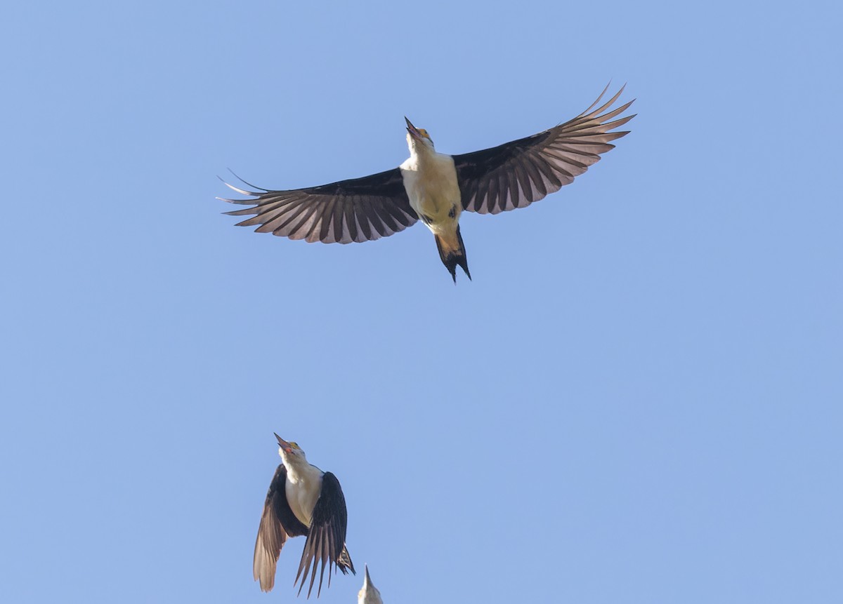 White Woodpecker - ML643919822