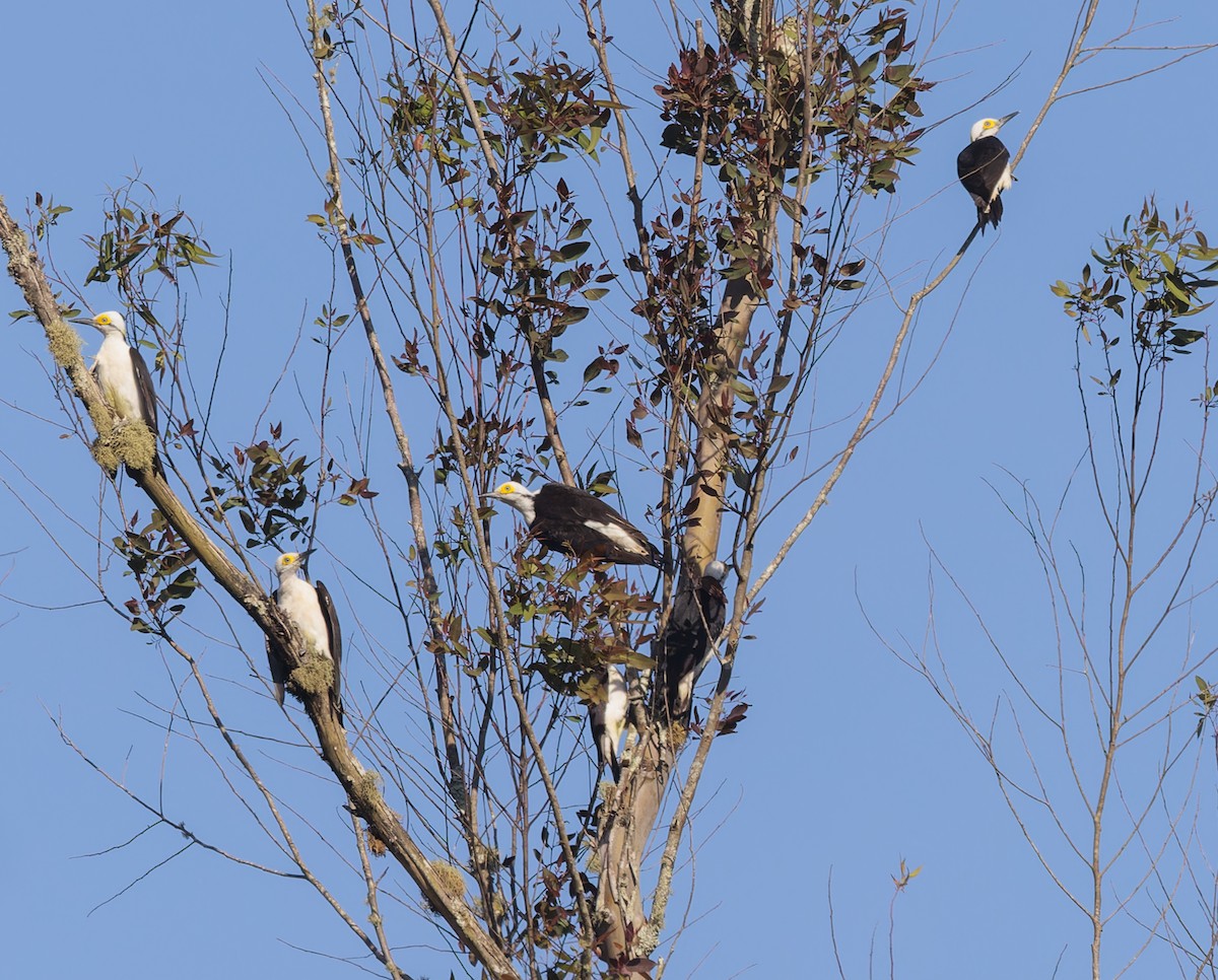 White Woodpecker - ML643919823