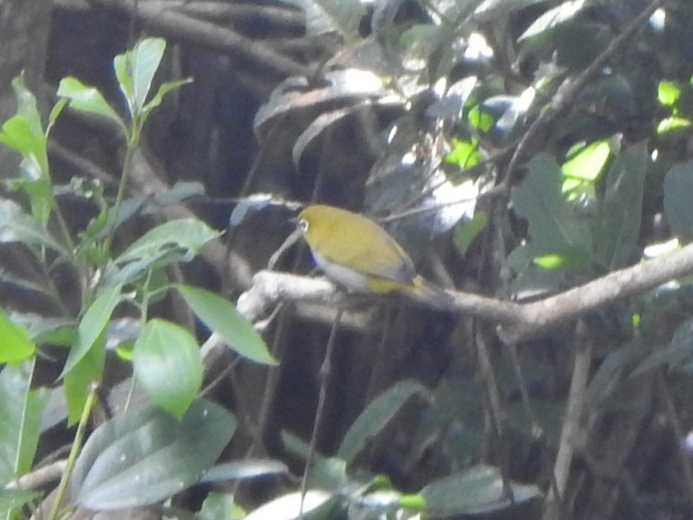 Begizuri indiarra - ML643919832