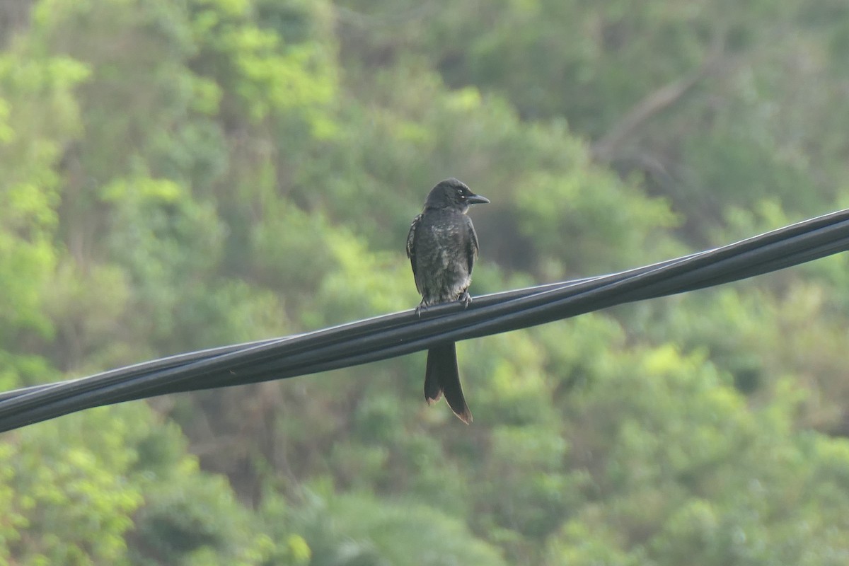 Black Drongo - ML643919849