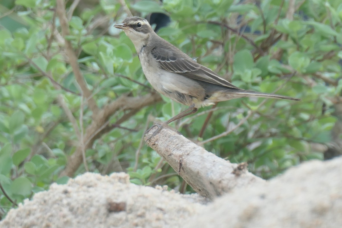 Eastern Yellow Wagtail - ML643919852