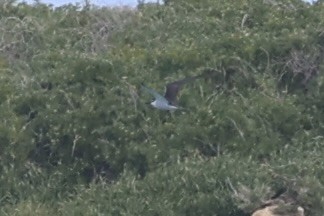 Bridled Tern - ML643919864