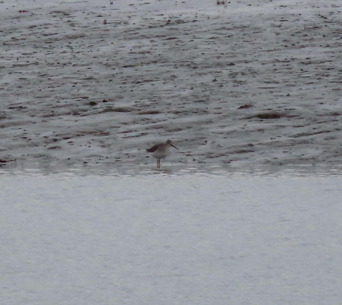 Greater Yellowlegs - ML643919884