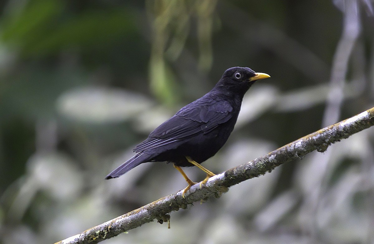 Mirlo Ojiblanco - ML643919901