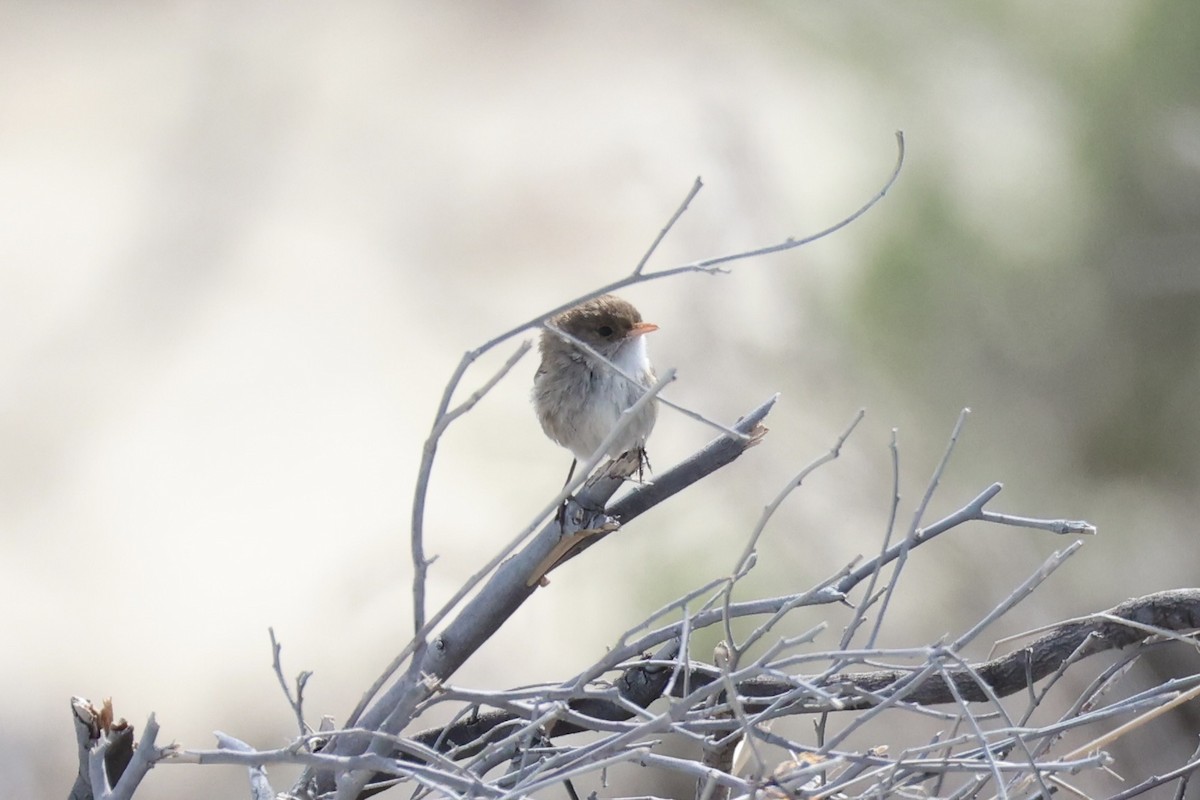 White-winged Fairywren - ML643919924
