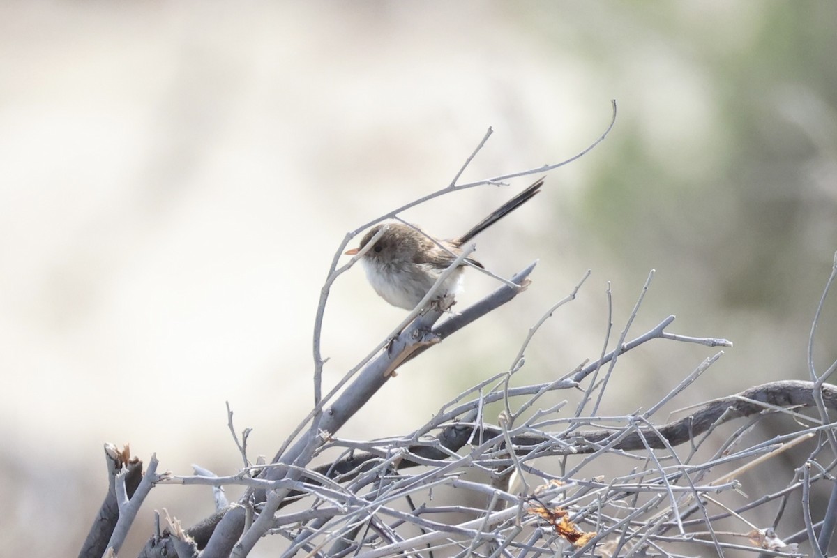 White-winged Fairywren - ML643919925