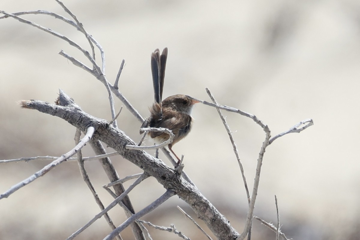 White-winged Fairywren - ML643919926