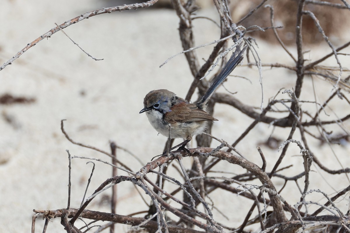 Purple-backed Fairywren - ML643919928
