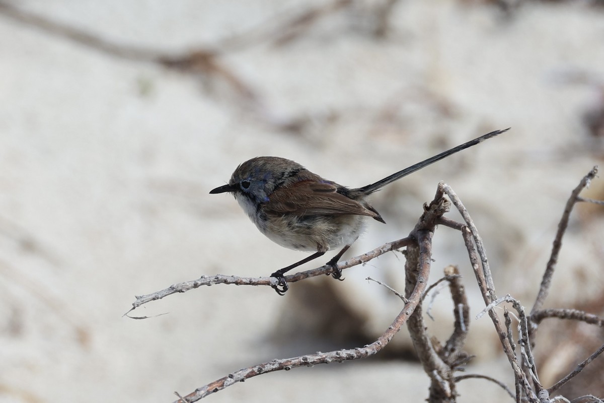 Purple-backed Fairywren - ML643919929