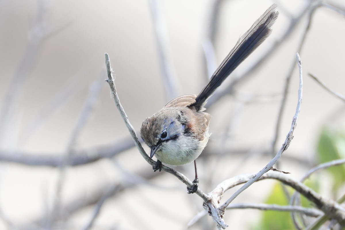 Purple-backed Fairywren - ML643919930