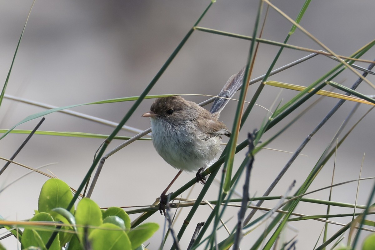 White-winged Fairywren - ML643919931
