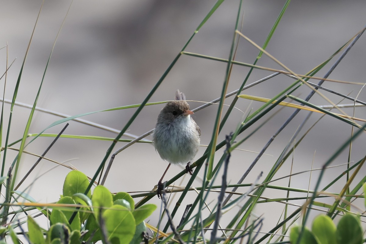 White-winged Fairywren - ML643919932