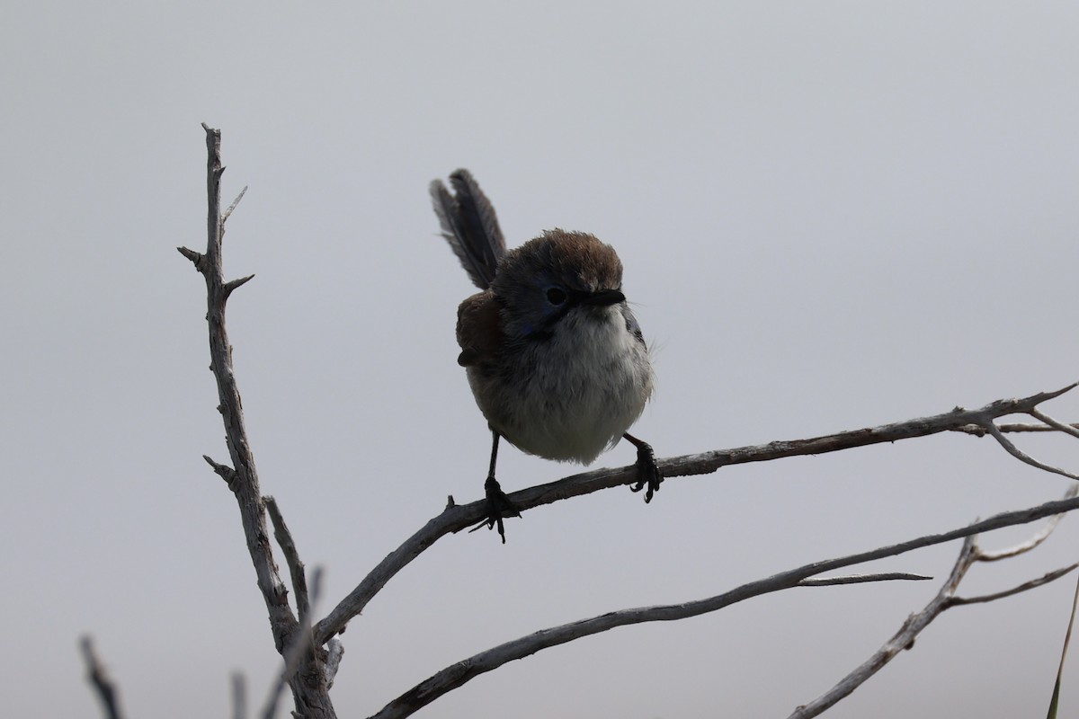 Purple-backed Fairywren - ML643919933