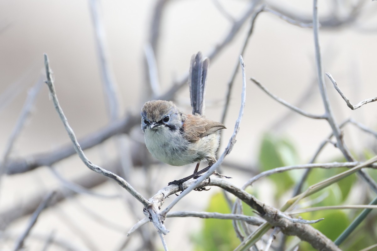 Purple-backed Fairywren - ML643919934