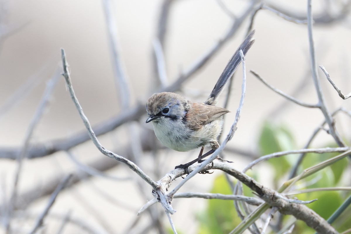 Purple-backed Fairywren - ML643919935