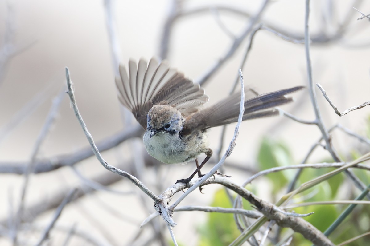 Purple-backed Fairywren - ML643919936