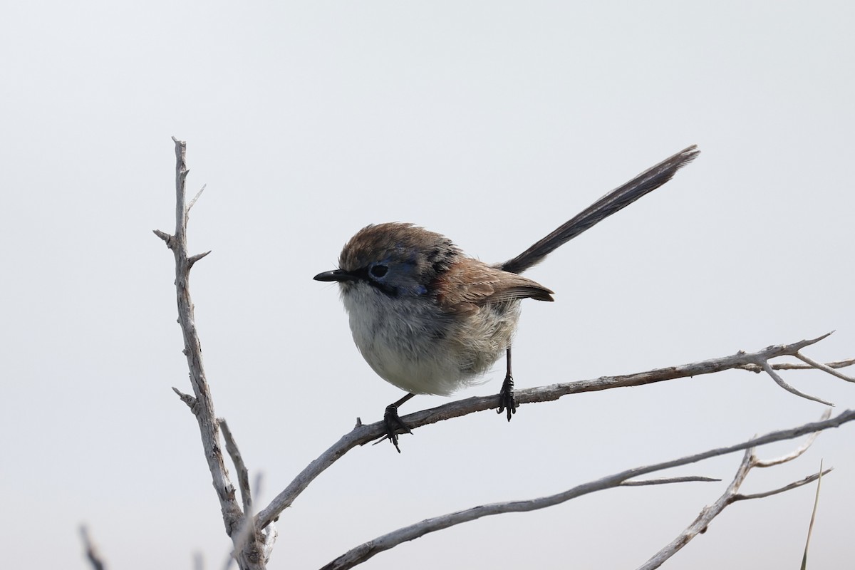 Purple-backed Fairywren - ML643919937