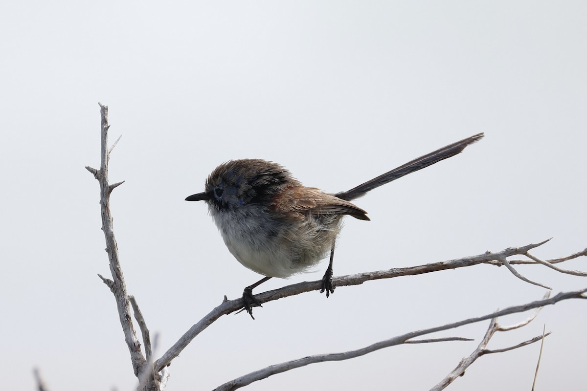 Purple-backed Fairywren - ML643919938