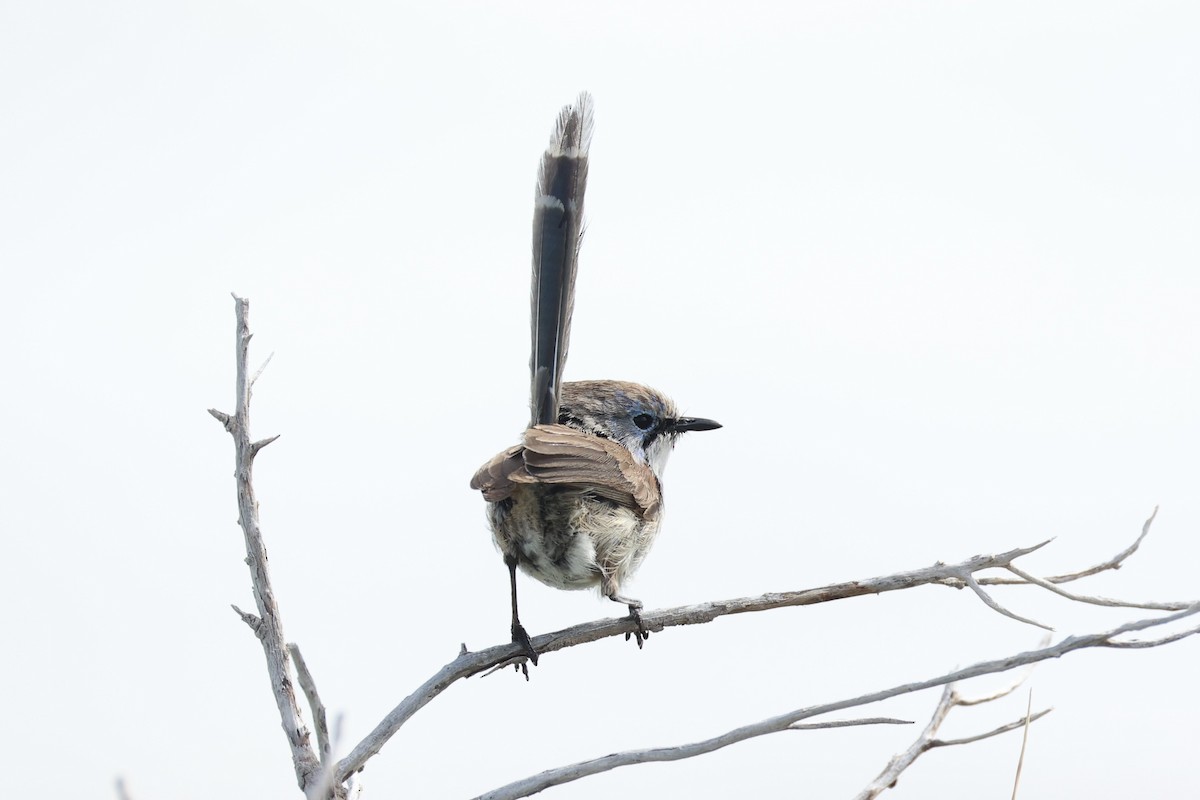 Purple-backed Fairywren - ML643919939