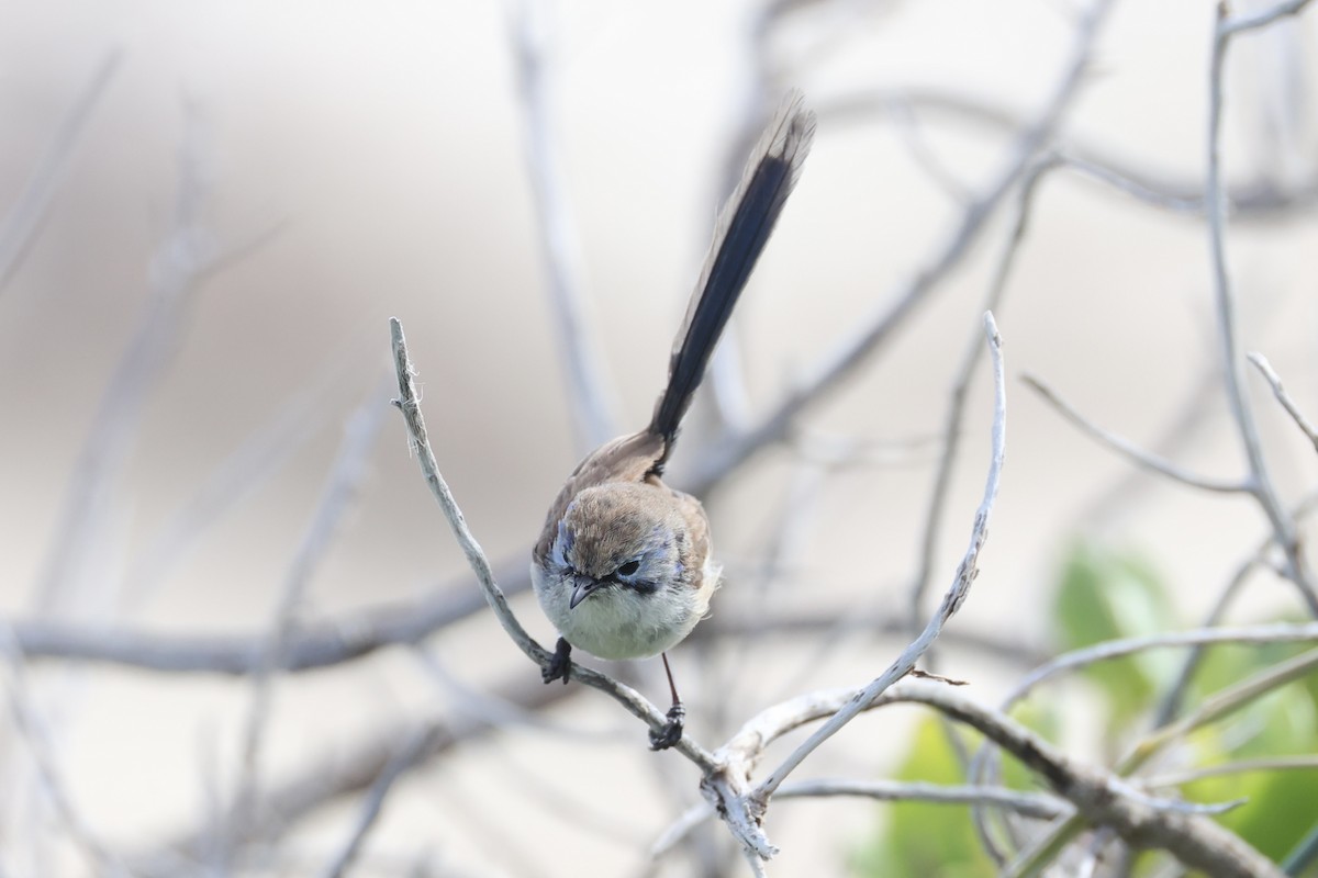 Purple-backed Fairywren - ML643919940