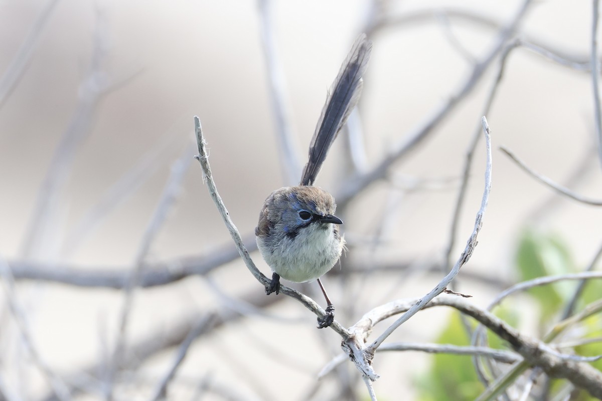 Purple-backed Fairywren - ML643919941