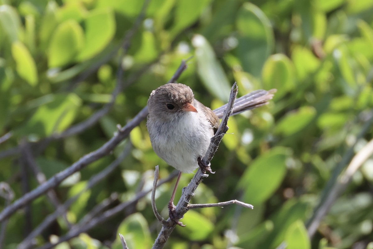 Purple-backed Fairywren - ML643919942