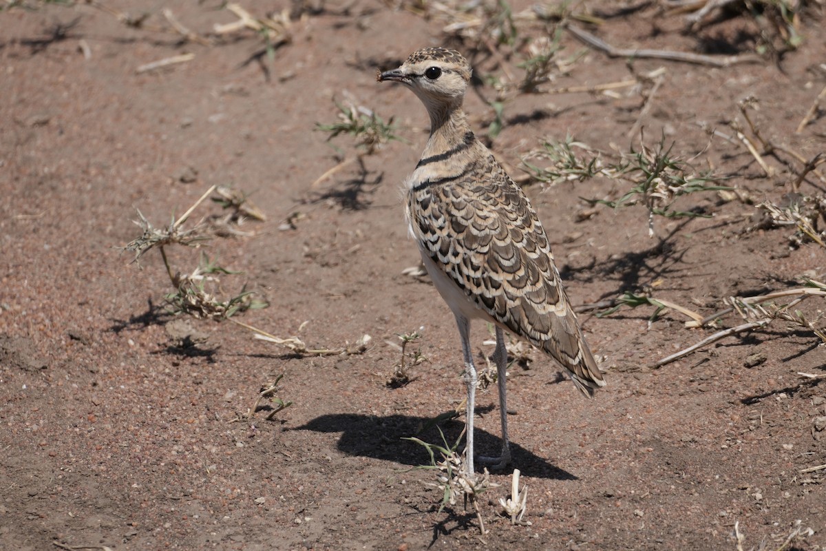 Double-banded Courser - ML643919952