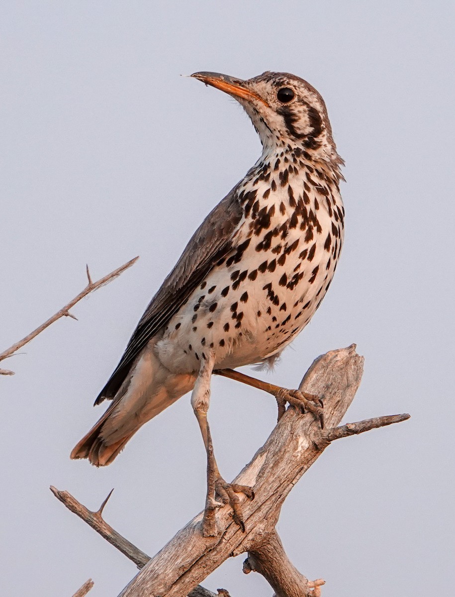 Groundscraper Thrush - ML643919977
