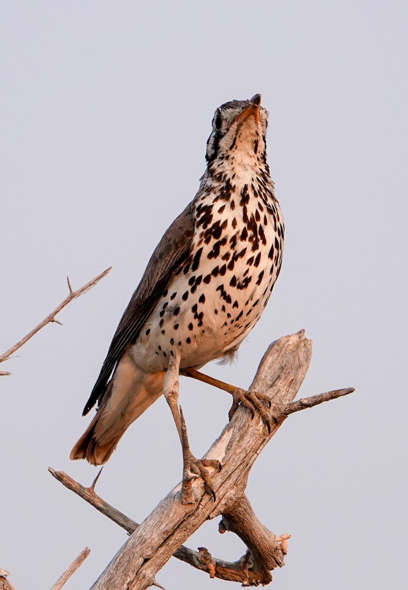 Groundscraper Thrush - ML643919978