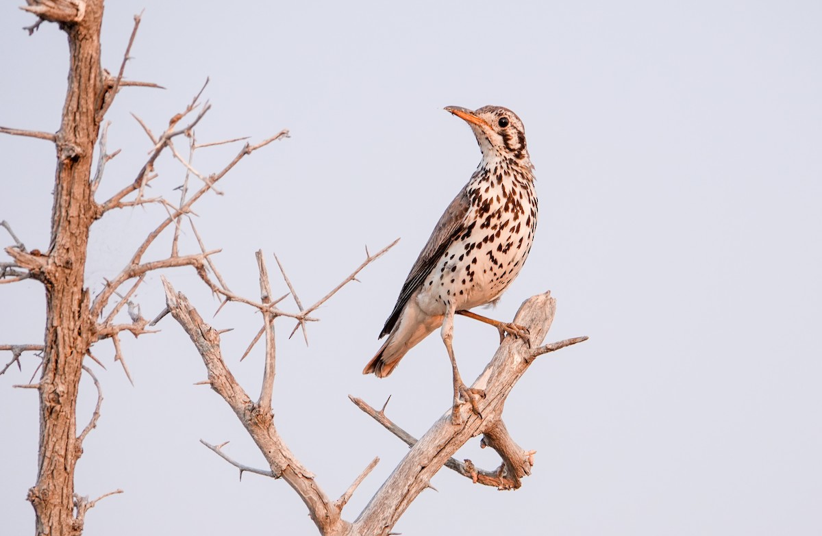 Groundscraper Thrush - ML643919979