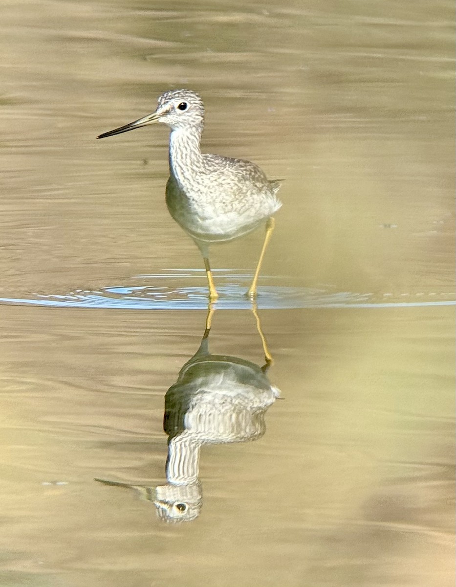 Greater Yellowlegs - ML643919981