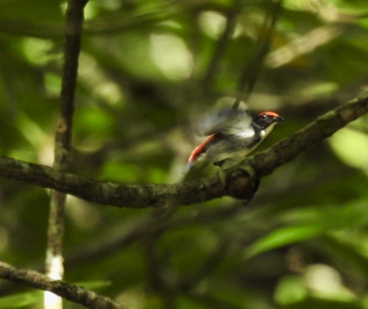 Scarlet-backed Flowerpecker - ML643919982