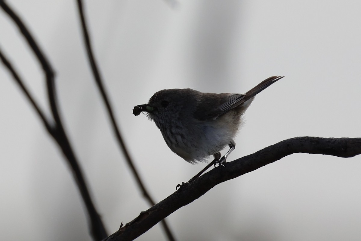 Inland Thornbill - ML643920015