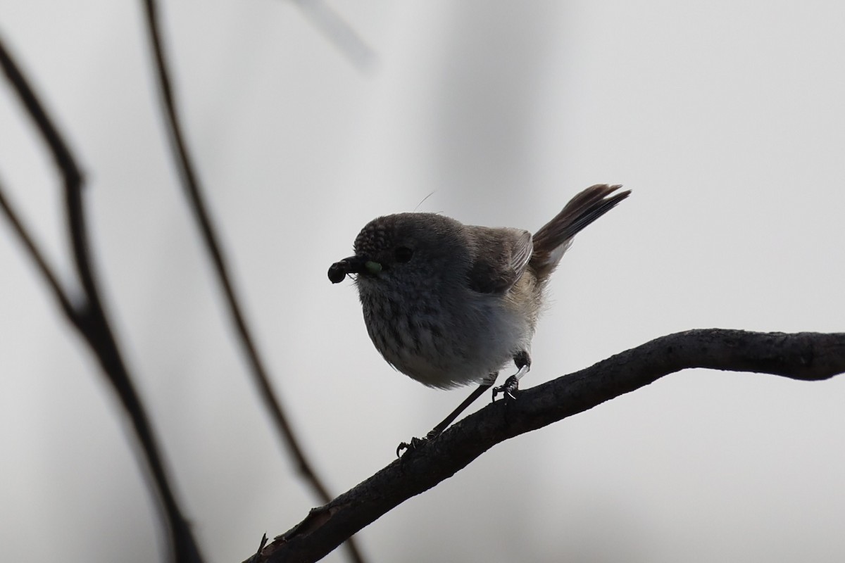 Inland Thornbill - ML643920016
