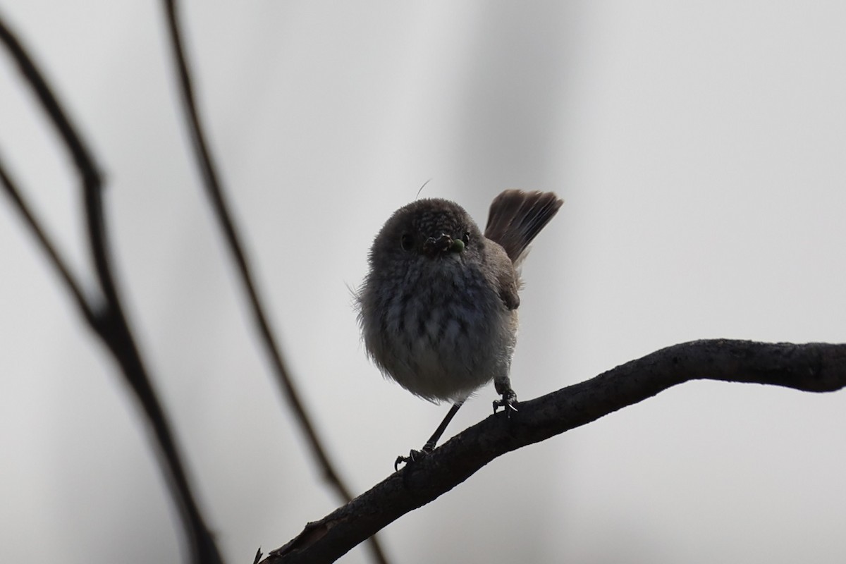 Inland Thornbill - ML643920017