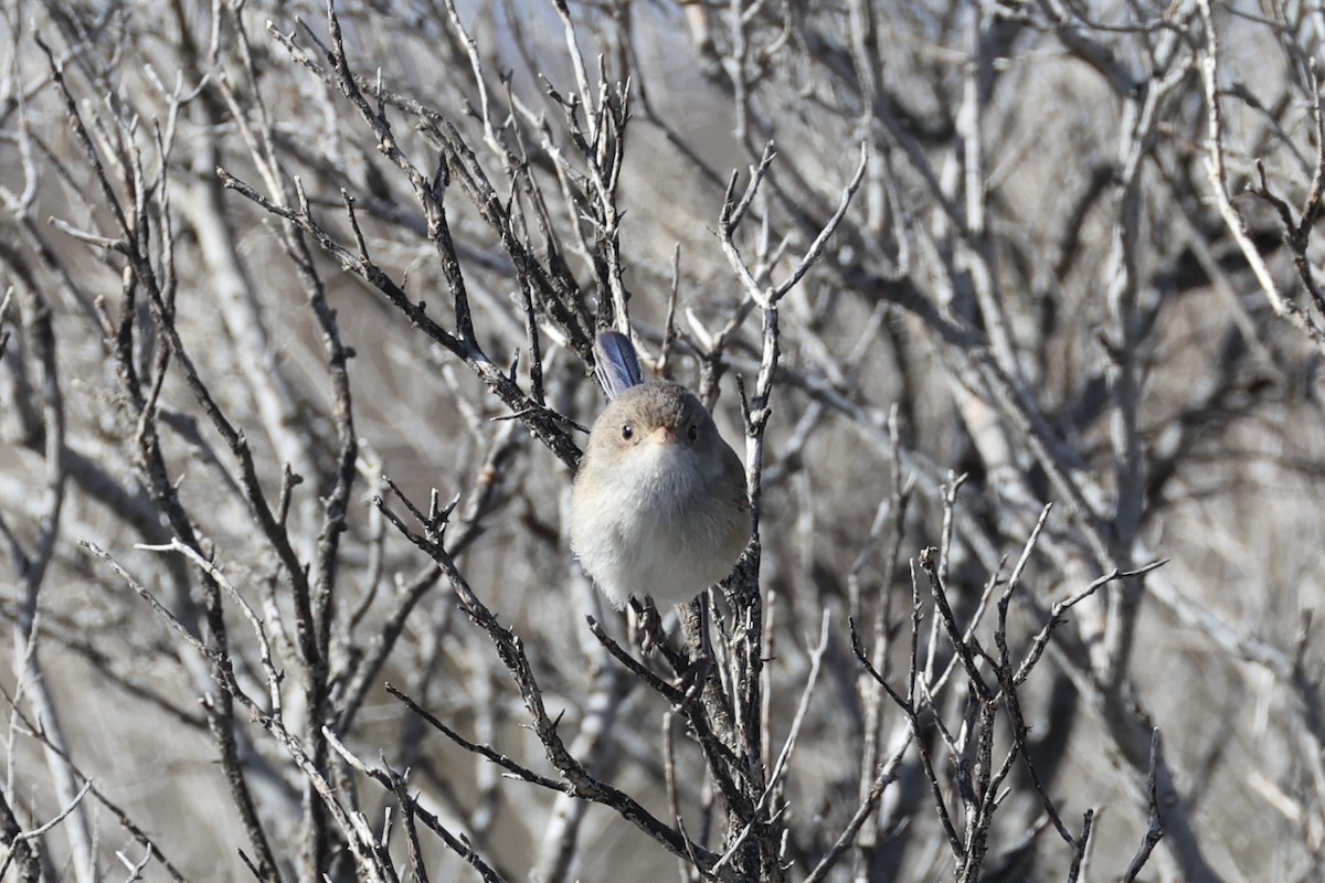 White-winged Fairywren - ML643920020