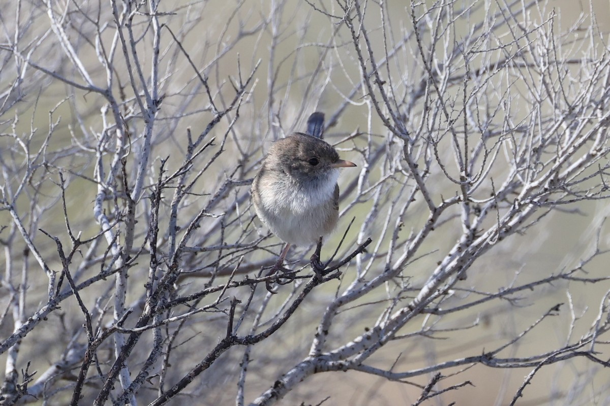 White-winged Fairywren - ML643920021