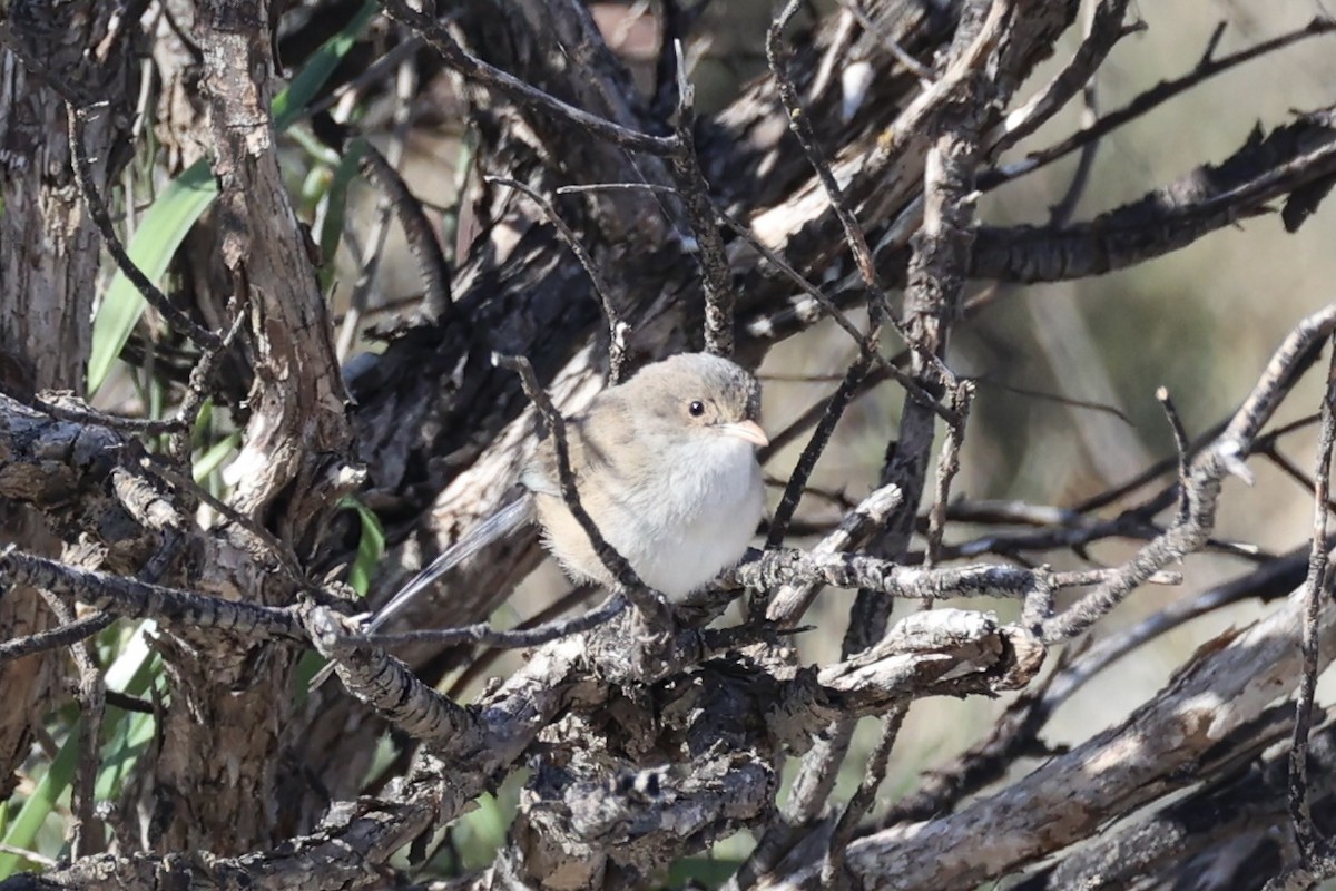White-winged Fairywren - ML643920022