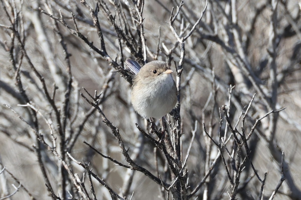 White-winged Fairywren - ML643920023