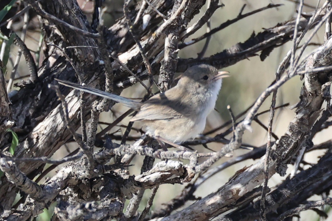 White-winged Fairywren - ML643920024